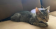 Molly is registered to the contest to win money with this photo: cat, kitten, tabby, couch, furniture, indoor, pet, animal, beige, striped, relaxed, curious, soft_light, window, table, towel, resting, young_cat, domestic_cat, living_room