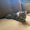 cat, kitten, tabby, couch, furniture, indoor, pet, animal, beige, striped, relaxed, curious, soft_light, window, table, towel, resting, young_cat, domestic_cat, living_room