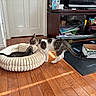 cat, kitten, pet, indoor, wooden_floor, cat_bed, nurturing, feline, domestic, nuzzle, box, television_stand, papers, remote_control, exercise_bench, sunlight, home, cozy, resting, curious