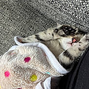 Molly is registered to the contest to win money with this photo: kitten, cat, blanket, polka_dots, paw, nose, feline, snuggling, sleeping, cozy, indoor, texture, soft, couch, close_up, pet, animal, cute, resting, fur