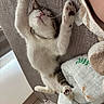 Mochi is registered to the contest to win money with this photo: cat, sleeping, bed, quilt, blanket, paws, relaxed, white, tabby, indoor, cozy, cute, feline, fur, whiskers, pet, resting, comfortable, animal, nap
