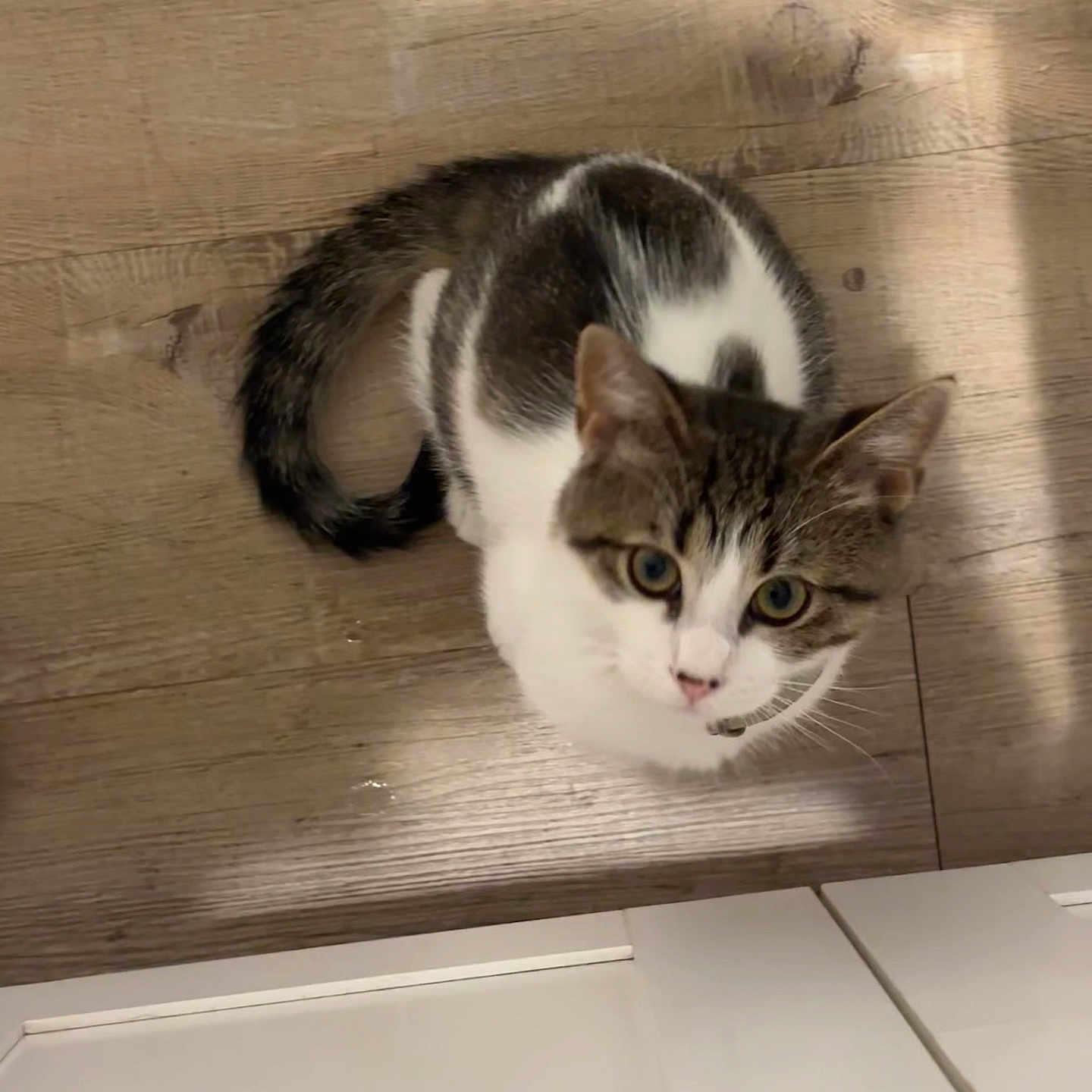 Mochi