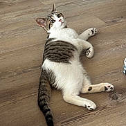 Mochi joined the competition — help win amazing prizes! cat, kitten, tabby, white_fur, floor, wooden_floor, pet, animal, domestic_cat, laying_down, curious, wide_eyes, indoor, cute, young_cat, whiskers, paws, tail, fur_pattern, relaxed
