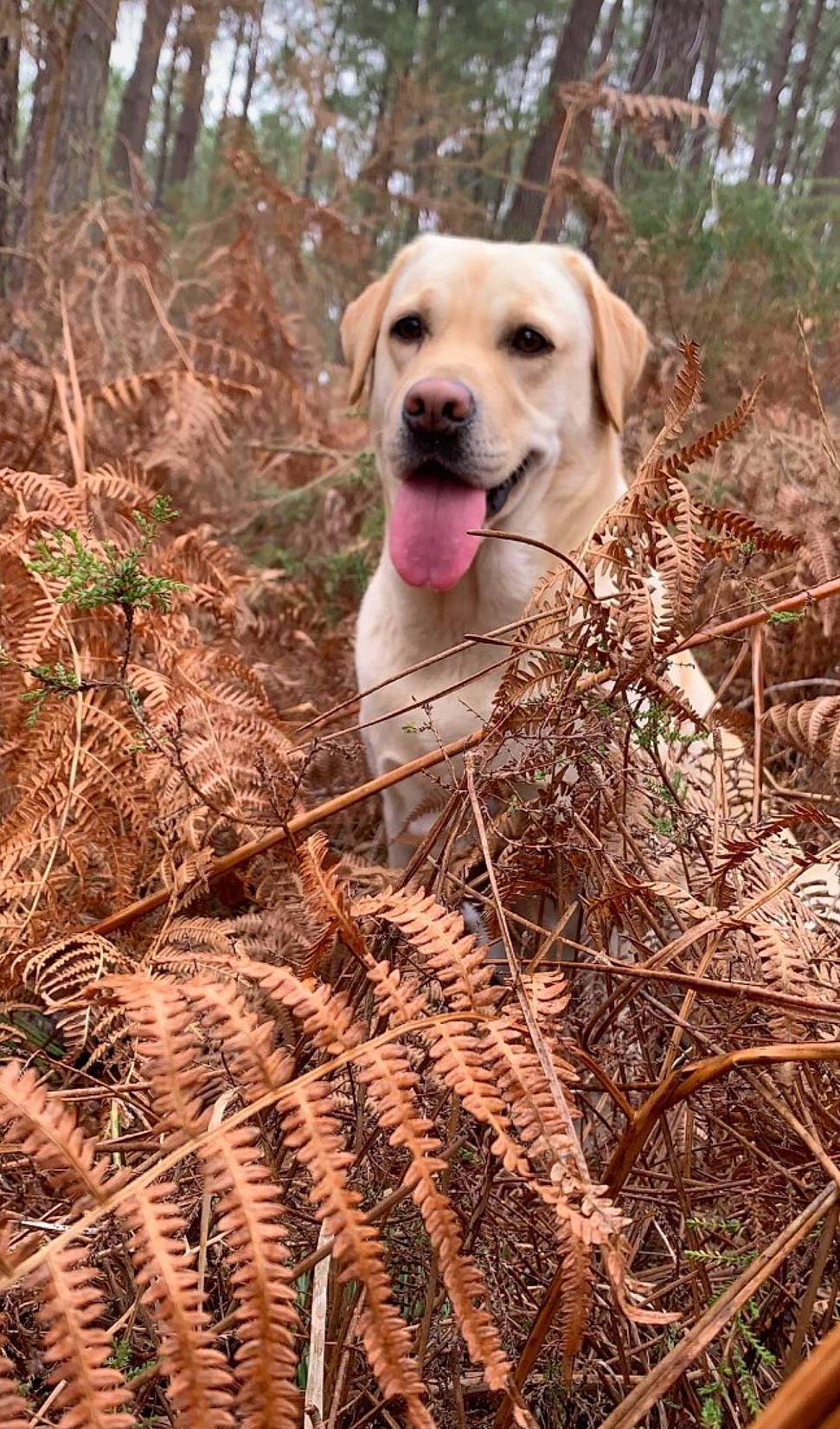 Momy participe au concours pour gagner de l'argent avec cette photo : canidae, carnivore, dog, dog_breed, fawn, field_trial, golden_retriever, hunting_dog, labrador_retriever, mammal, mountain_cur, plant, retriever, sporting_group, vertebrate, wildlife