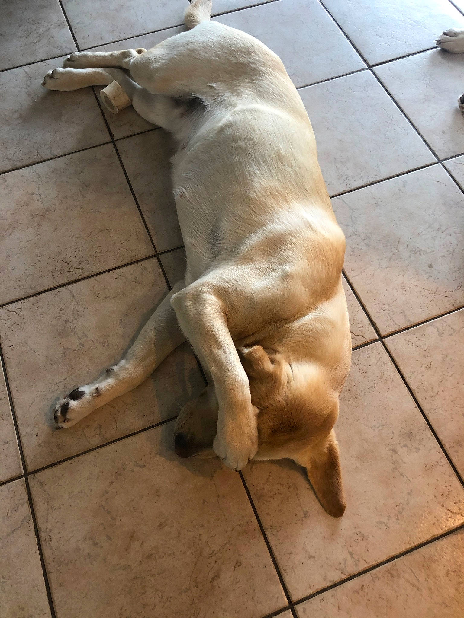 Plume participe au concours pour gagner de l'argent avec cette photo : ancient_dog_breeds, canidae, carnivore, companion_dog, dog, dog_breed, fawn, floor, retriever, snout, sporting_group, tail