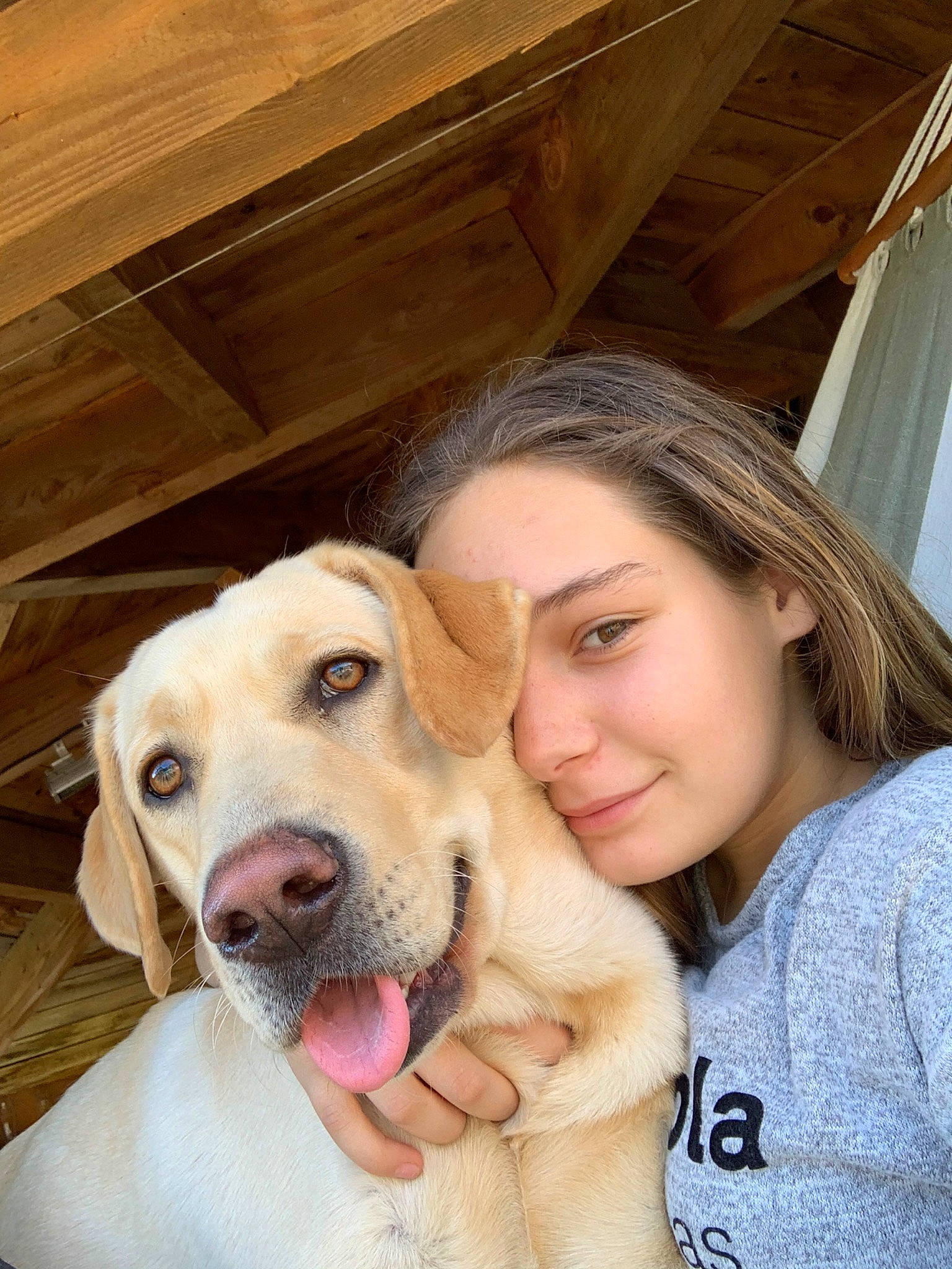 Plume a rejoint le concours — aidez-le/la à gagner de superbes lots ! canidae, carnivore, companion_dog, dog, dog_breed, fawn, golden_retriever, labrador_retriever, mammal, nose, photography, puppy_love, retriever, snout, sporting_group, vertebrate