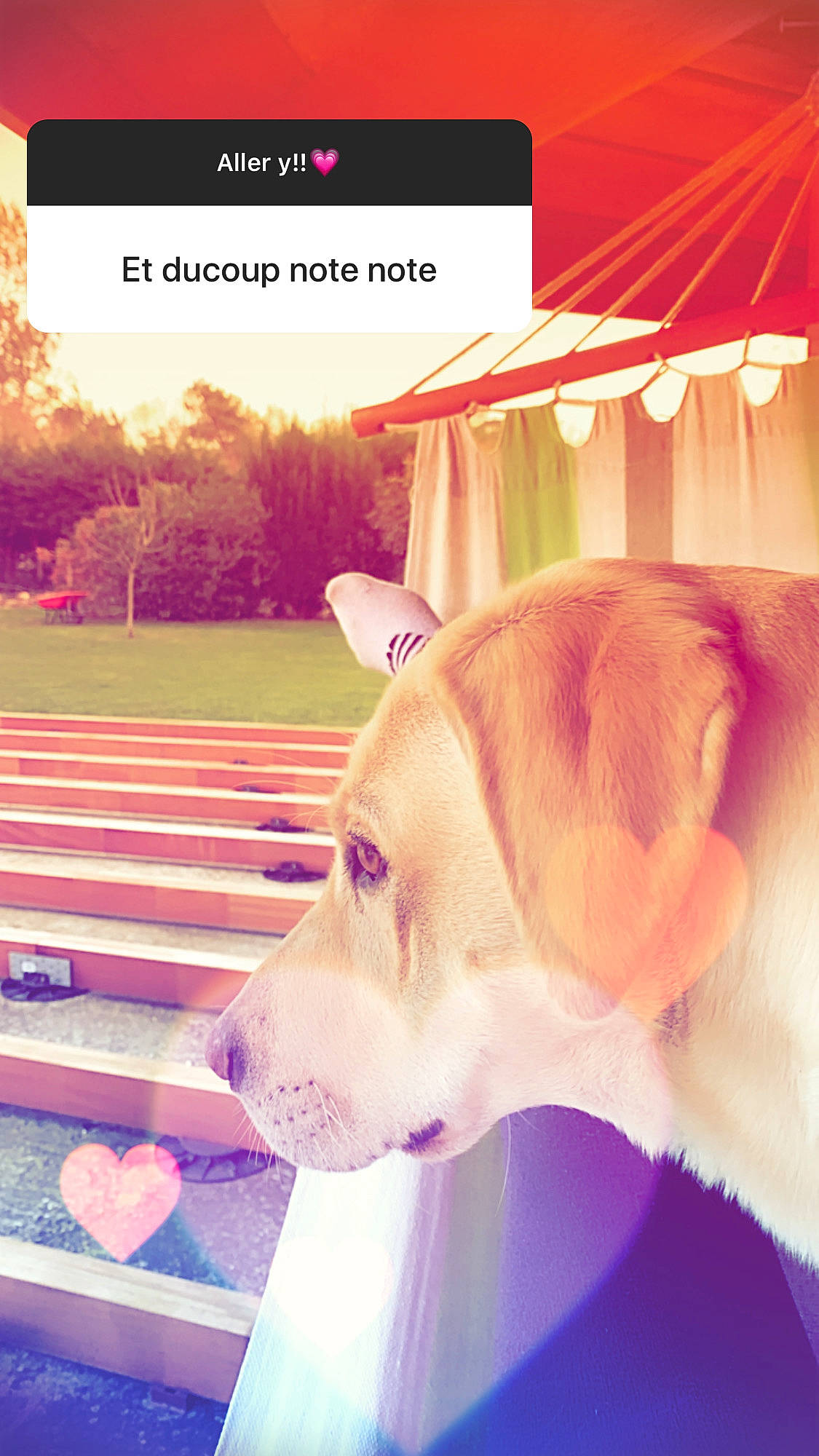 Plume participe au concours pour gagner de l'argent avec cette photo : canidae, carnivore, companion_dog, dog, dog_breed, ear, fawn, labrador_retriever, nose, photo_caption, screenshot, snout, sporting_group