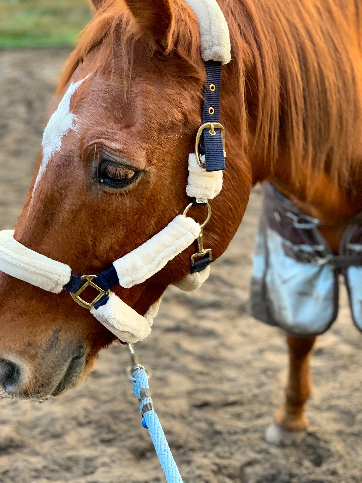 Mack participe au concours pour gagner de l'argent avec cette photo : bit, bridle, halter, horse, horse_grooming, horse_harness, horse_supplies, horse_tack, liver, mammal, mane, mare, mustang_horse, pony, rein, snout, sorrel, splint_boots, stallion, vertebrate