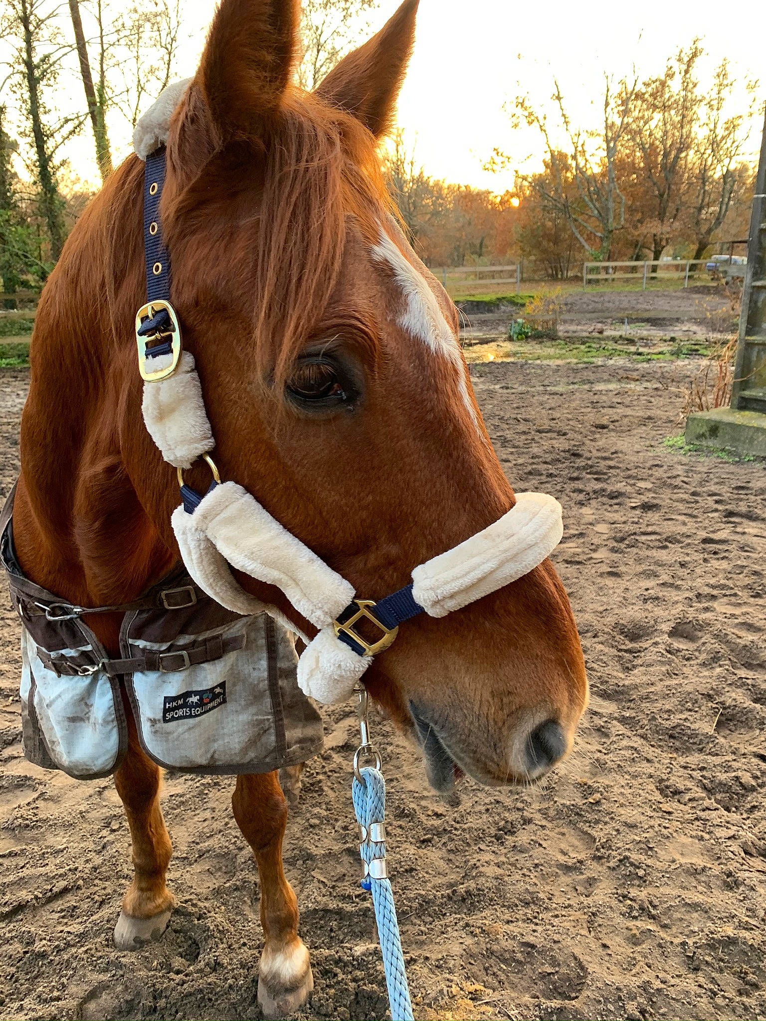 Mack a rejoint le concours — aidez-le/la à gagner de superbes lots ! bridle, halter, horse, horse_supplies, horse_tack, liver, livestock, mammal, mane, mare, mustang_horse, pack_animal, rein, snout, sorrel, vertebrate