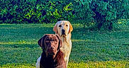 Upss participe au concours pour gagner de l'argent avec cette photo : dogs, dog, labrador, chocolate_labrador, golden_labrador, pets, animals, canine, portrait, sitting, outdoors, garden, grass, lawn, trees, greenery, sunlight, brown_dog, golden_dog, playful