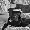 Upss a rejoint le concours — aidez-le/la à gagner de superbes lots ! dog, black_dog, santa_hat, christmas, holiday, pet, portrait, indoors, bed, blanket, couch, patterned_fabric, living_room, curtains, window, gift_bag, black_and_white, close_up, sitting, festive