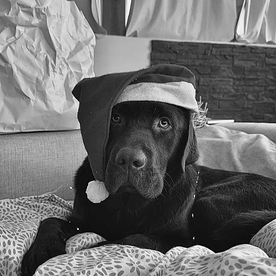 Upss a rejoint le concours — aidez-le/la à gagner de superbes lots ! dog, black_dog, labrador, santa_hat, holiday, christmas, pet, portrait, indoors, couch, blanket, patterned_fabric, living_room, window, curtains, shopping_bag, black_and_white, lying_down, serious_expression, cozy