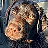 dog, puppy, brown_fur, wet_fur, close_up, portrait, face, eyes, amber_eyes, nose, snout, floppy_ears, animal, pet, canine, car, vehicle_interior, window, sunlight, photography