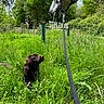 Upss a rejoint le concours — aidez-le/la à gagner de superbes lots ! dog, puppy, labrador, horse, gray_horse, animal_pair, meadow, grass, wildflowers, outdoors, countryside, pasture, halter, lead, leash, fence, trees, greenery, rustic_sign, animal_interaction
