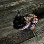 cat, pet, animal, feline, plaid_dress, clothing, floor, wooden_floor, indoor, curious, looking_up, dark_fur, ears, tail, domestic_animal, cute, costume, portrait, texture, pattern