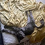 Rocky joined the competition — help win amazing prizes! cat, gray_cat, fluffy, blanket, yellow_blanket, bed, mattress, indoor, relaxing, stretched_out, sleepy, pet, feline, cozy, fur, tail, paw, resting, domestic_animal, home