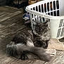 Rocky is registered to the contest to win money with this photo: cat, gray_cat, fluffy_cat, laundry_basket, clothes, towels, wooden_floor, shoes, shoe_rack, indoor, pet, resting_cat, sleeping_cat, furniture, home_interior, cozy, domestic, animal, flooring, relaxation