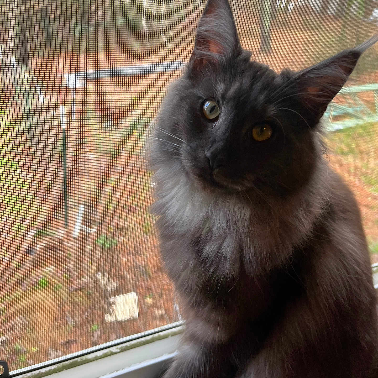 Rocky is registered to the contest to win money with this photo: animal, autumn, cat, closeup, curious, domestic_cat, feline, fluffy, gray_cat, head_tilt, indoor, leaves, nature_background, pet, portrait, screen, sitting, trees, window, yellow_eyes