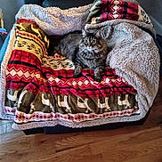 So Pretty is registered to the contest to win money with this photo: cat, tabby_cat, furniture, armchair, blanket, indoor, wooden_floor, pet, cozy, relaxed, patterned_blanket, fur, animal, mammal, domestic_animal, resting, comfort, living_room, cute, eyes