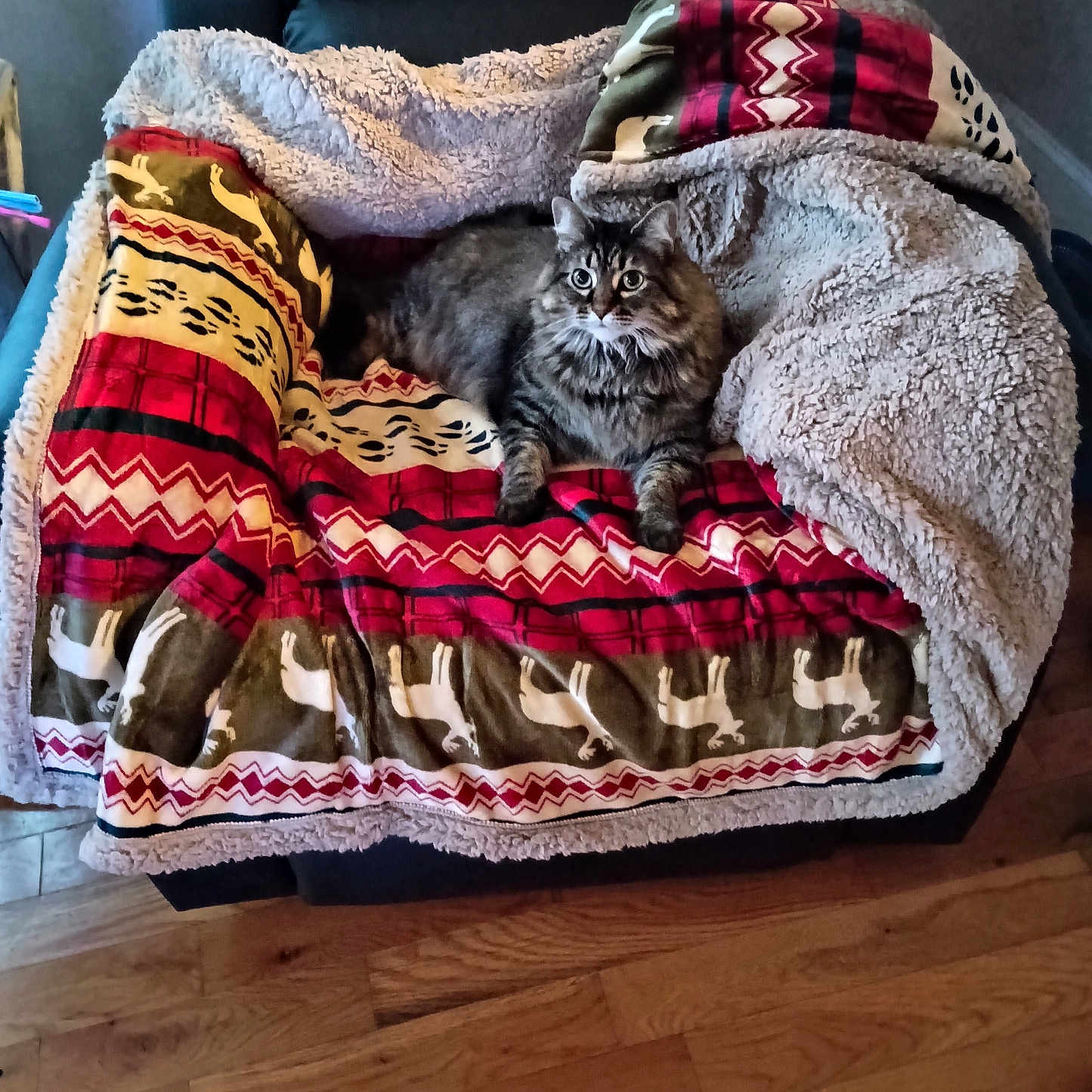 So Pretty is registered to the contest to win money with this photo: animal, armchair, blanket, cat, comfort, cozy, cute, domestic_animal, eyes, fur, furniture, indoor, living_room, mammal, patterned_blanket, pet, relaxed, resting, tabby_cat, wooden_floor