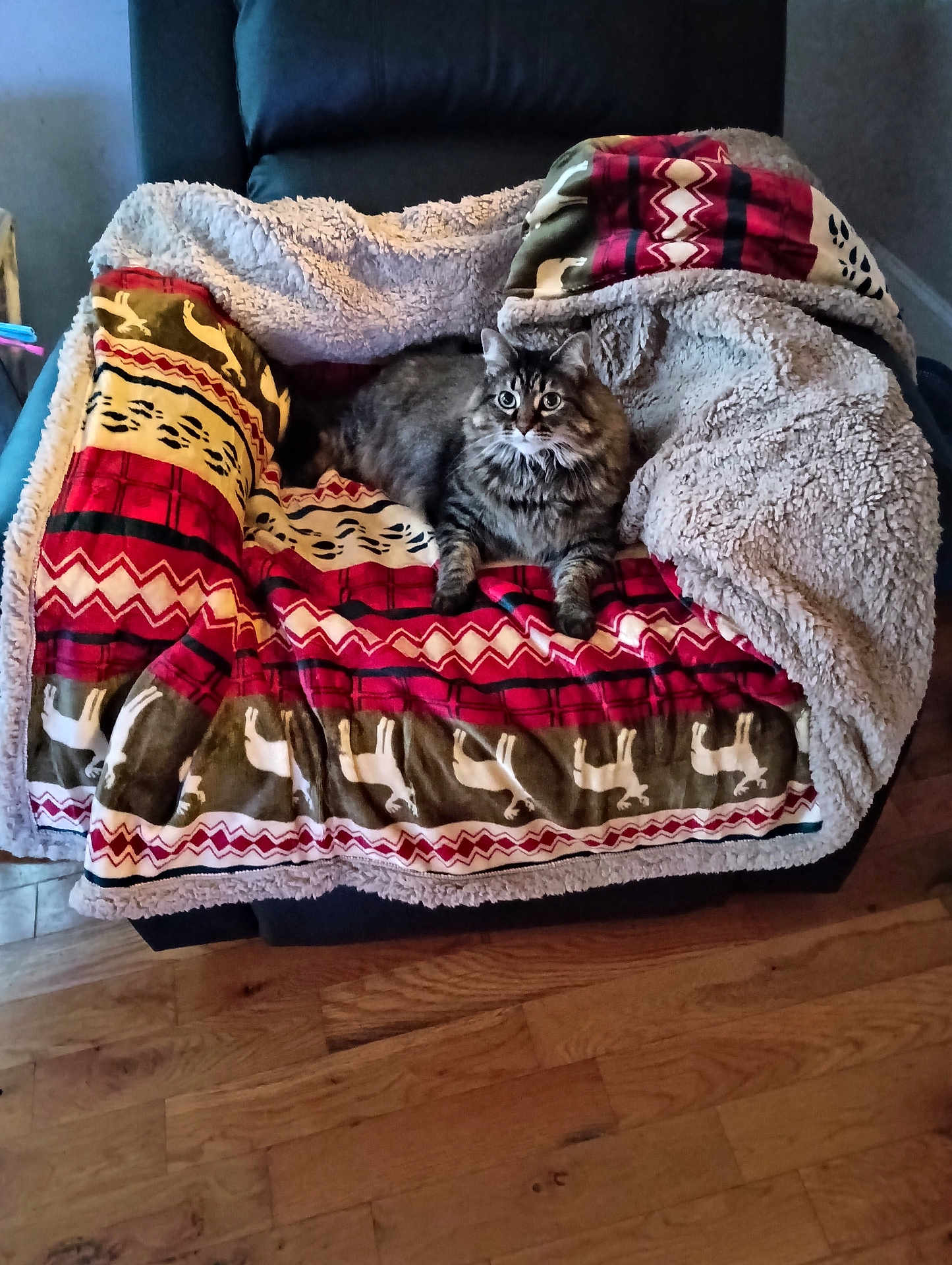 So Pretty is registered to the contest to win money with this photo: cat, tabby_cat, furniture, armchair, blanket, indoor, wooden_floor, pet, cozy, relaxed, patterned_blanket, fur, animal, mammal, domestic_animal, resting, comfort, living_room, cute, eyes
