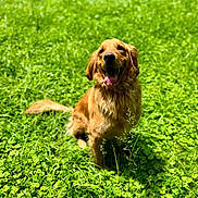 Samwise is registered to the contest to win money with this photo: dog, golden_retriever, grass, outdoor, sunlight, greenery, happy, pet, animal, tongue_out, nature, summer, playful, canine, fur, sitting, daylight, field, leaf, cute