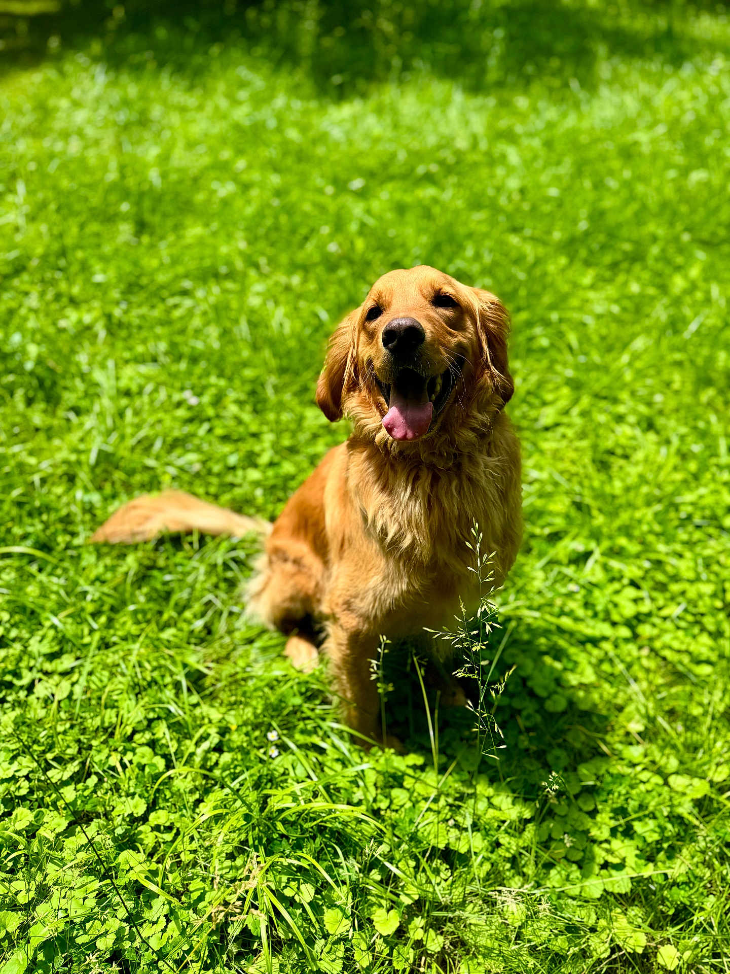 Samwise is registered to the contest to win money with this photo: dog, golden_retriever, grass, outdoor, sunlight, greenery, happy, pet, animal, tongue_out, nature, summer, playful, canine, fur, sitting, daylight, field, leaf, cute