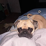 Rocco is registered to the contest to win money with this photo: animal, bed, bedroom, blanket, brown_fur, close_up, cozy, dog, flash_photography, floppy_ears, home, indoor, lying_down, pet, portrait, pug, short_muzzle, sleeping, soccer_ball, wrinkled_face