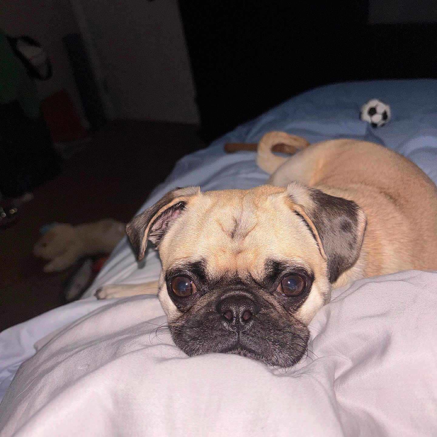 Rocco