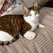 Mickey a rejoint le concours — aidez-le/la à gagner de superbes lots ! cat, tabby_cat, white_cat, pet, animal, feline, indoor, blanket, cushion, pillow, striped, relaxed, resting, cute, fur, whiskers, ears, green_eyes, cozy, home