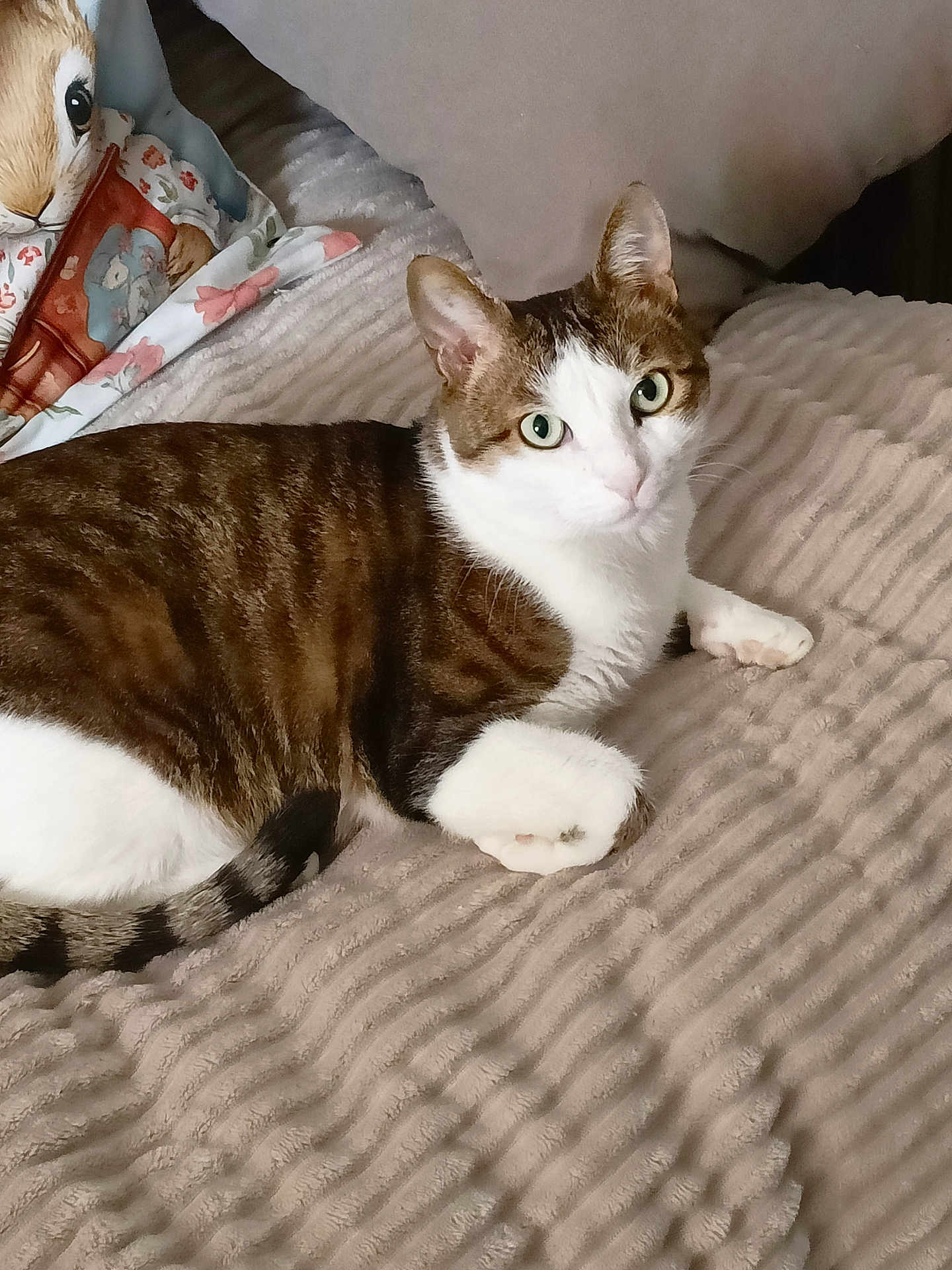 Mickey a rejoint le concours — aidez-le/la à gagner de superbes lots ! cat, tabby_cat, white_cat, pet, animal, feline, indoor, blanket, cushion, pillow, striped, relaxed, resting, cute, fur, whiskers, ears, green_eyes, cozy, home