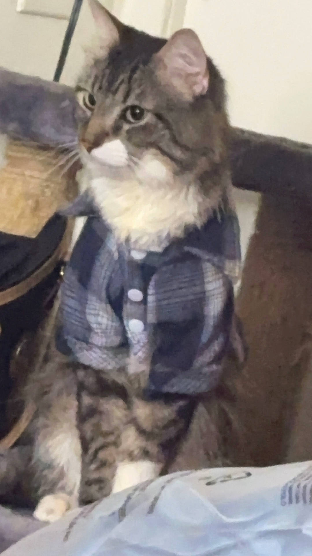 Lucky is registered to the contest to win money with this photo: abyssinian, accessories, animal, blanket, cat, clothing, couch, egyptiancat, face, formalwear, furniture, head, kitten, manx, pants, person, pet, photography, portrait, tie