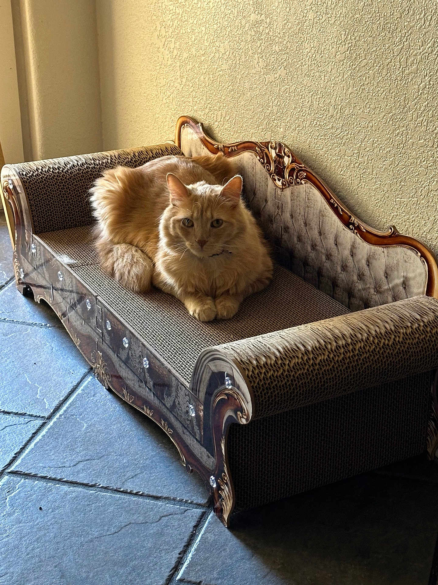 Kuna joined the competition — help win amazing prizes! cat, cozy, decorative_detail, home_interior, indoor, long_hair, lounging, orange_cat, ornate_furniture, paws, pet, portrait, relaxed, scratching_sofa, shadow, sunlight, textured_wall, tiled_floor, upholstery, whiskers