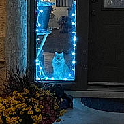 Kuna is registered to the contest to win money with this photo: cat, curiosity, decor, door, doorway, fairy_lights, flower_pot, flowers, ginger_cat, indoor, night, nighttime, outdoor_view, pet, porch, potted_plant, sitting, string_lights, welcome_mat, window