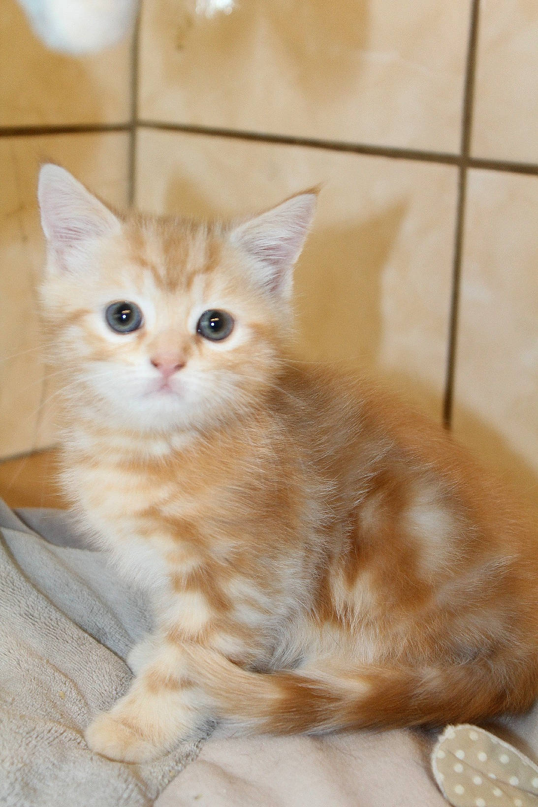 Sheldon participe au concours pour gagner de l'argent avec cette photo : arabian_mau, asian, asian_semi_longhair, british_semi_longhair, carnivore, cat, cymric, domestic_short_haired_cat, european_shorthair, fawn, felidae, kitten, maine_coon, mammal, norwegian_forest_cat, ragamuffin, small_to_medium_sized_cats, tabby_cat, vertebrate, whiskers