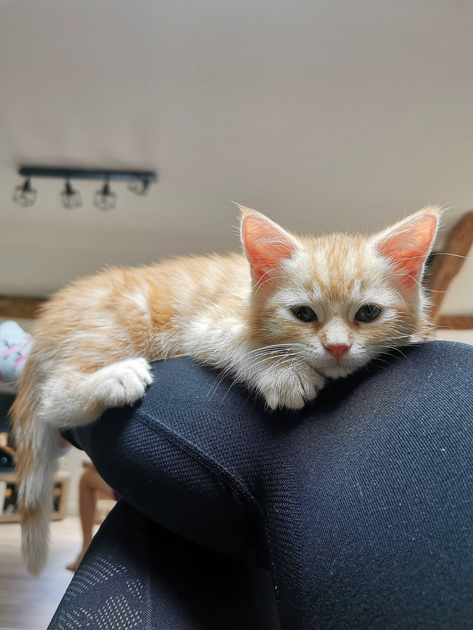 Sheldon participe au concours pour gagner de l'argent avec cette photo : asian, carnivore, cat, european_shorthair, fawn, felidae, fur, german_rex, kitten, laperm, mammal, singapura, small_to_medium_sized_cats, vertebrate, whiskers