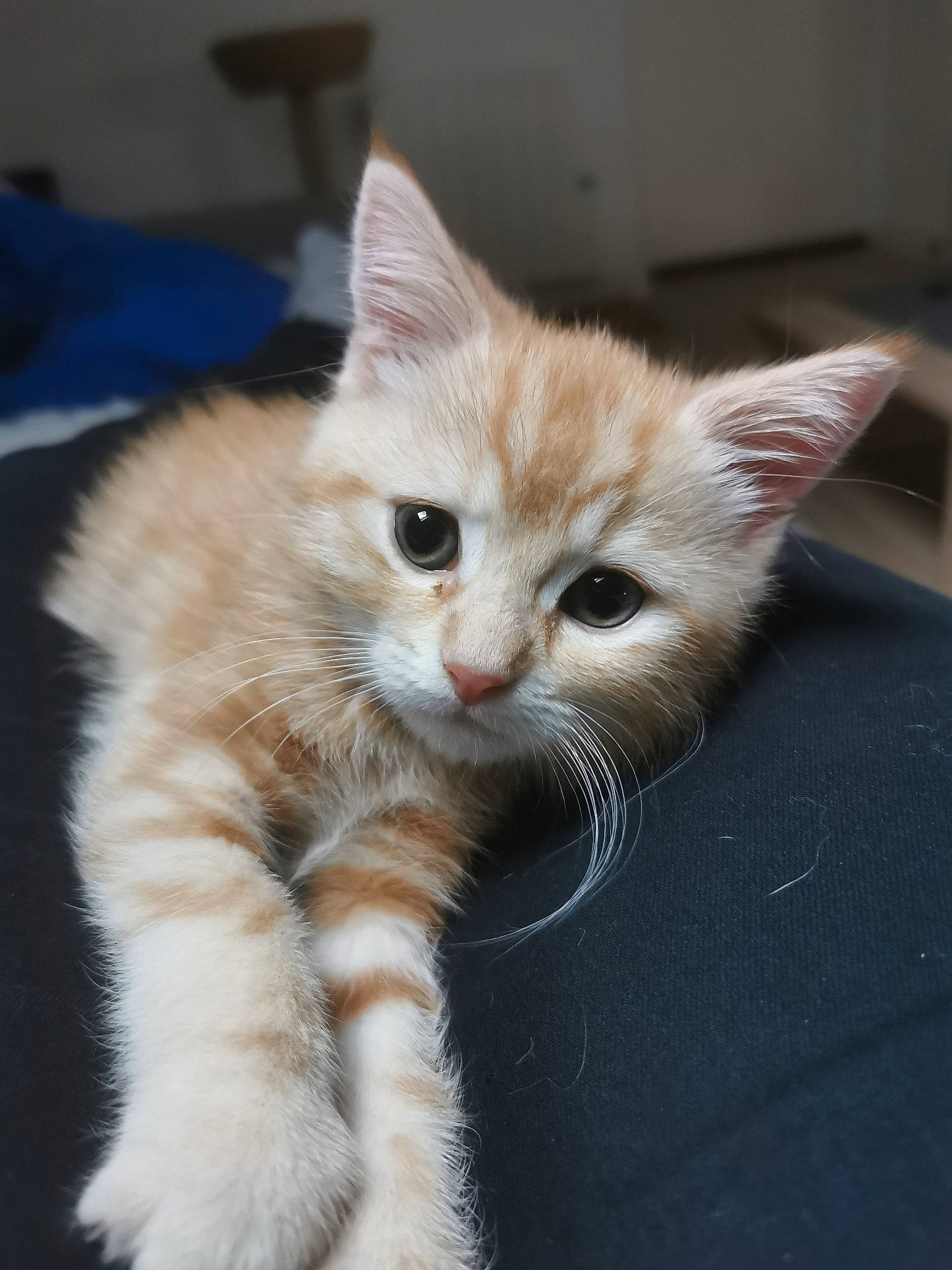 Sheldon participe au concours pour gagner de l'argent avec cette photo : aegean_cat, asian, carnivore, cat, domestic_short_haired_cat, european_shorthair, fawn, felidae, fur, kitten, mammal, ojos_azules, polydactyl_cat, ragamuffin, small_to_medium_sized_cats, tabby_cat, turkish_angora, turkish_van, vertebrate, whiskers