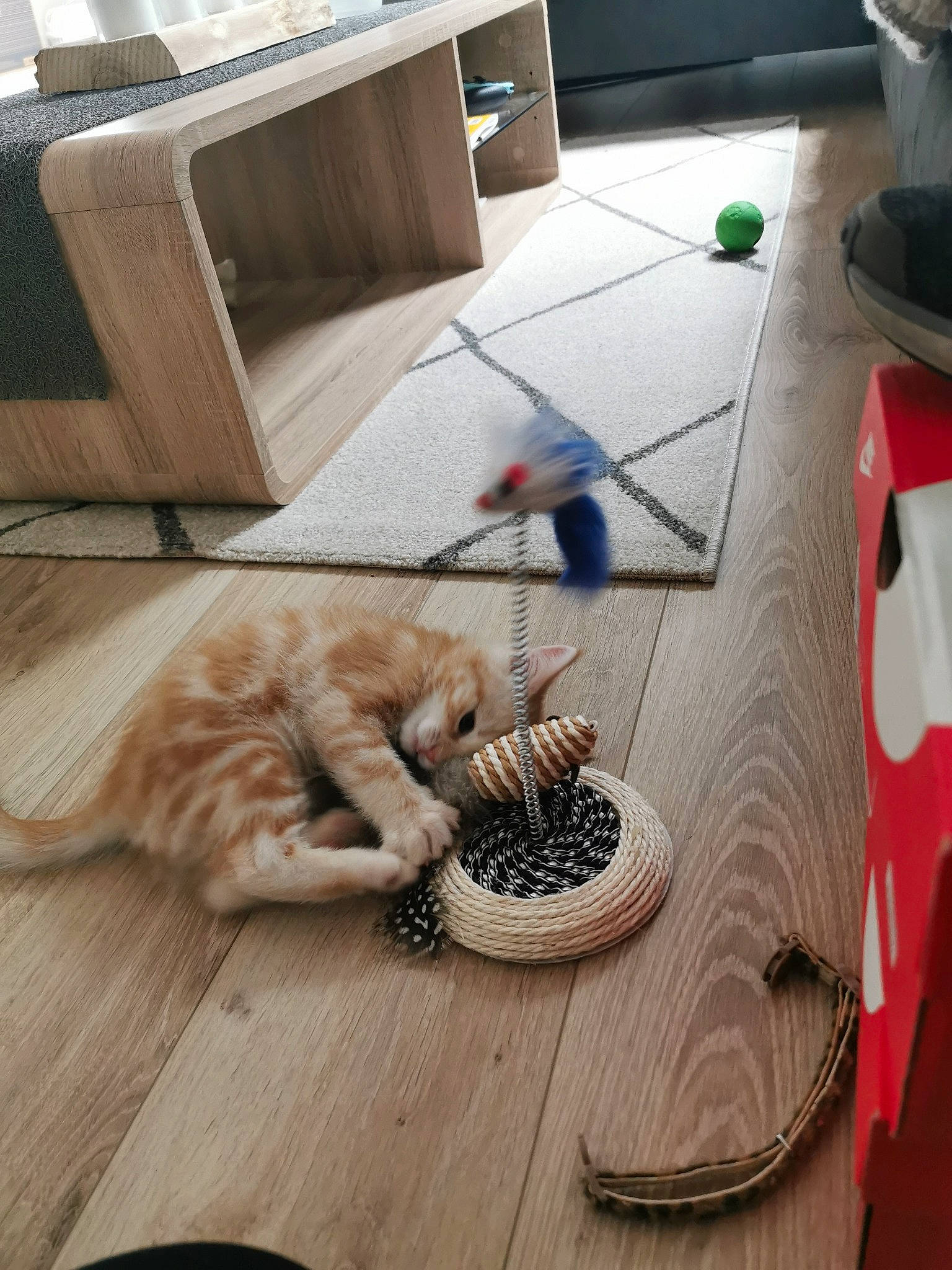 Sheldon participe au concours pour gagner de l'argent avec cette photo : carnivore, cat, claw, european_shorthair, felidae, floor, flooring, paw, small_to_medium_sized_cats, whiskers