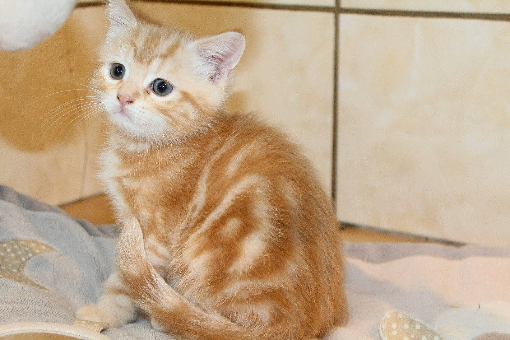 Sheldon a rejoint le concours — aidez-le/la à gagner de superbes lots ! asian, asian_semi_longhair, british_semi_longhair, carnivore, cat, cymric, domestic_long_haired_cat, european_shorthair, eye, fawn, felidae, fur, kitten, mammal, norwegian_forest_cat, ragamuffin, small_to_medium_sized_cats, snout, vertebrate, whiskers