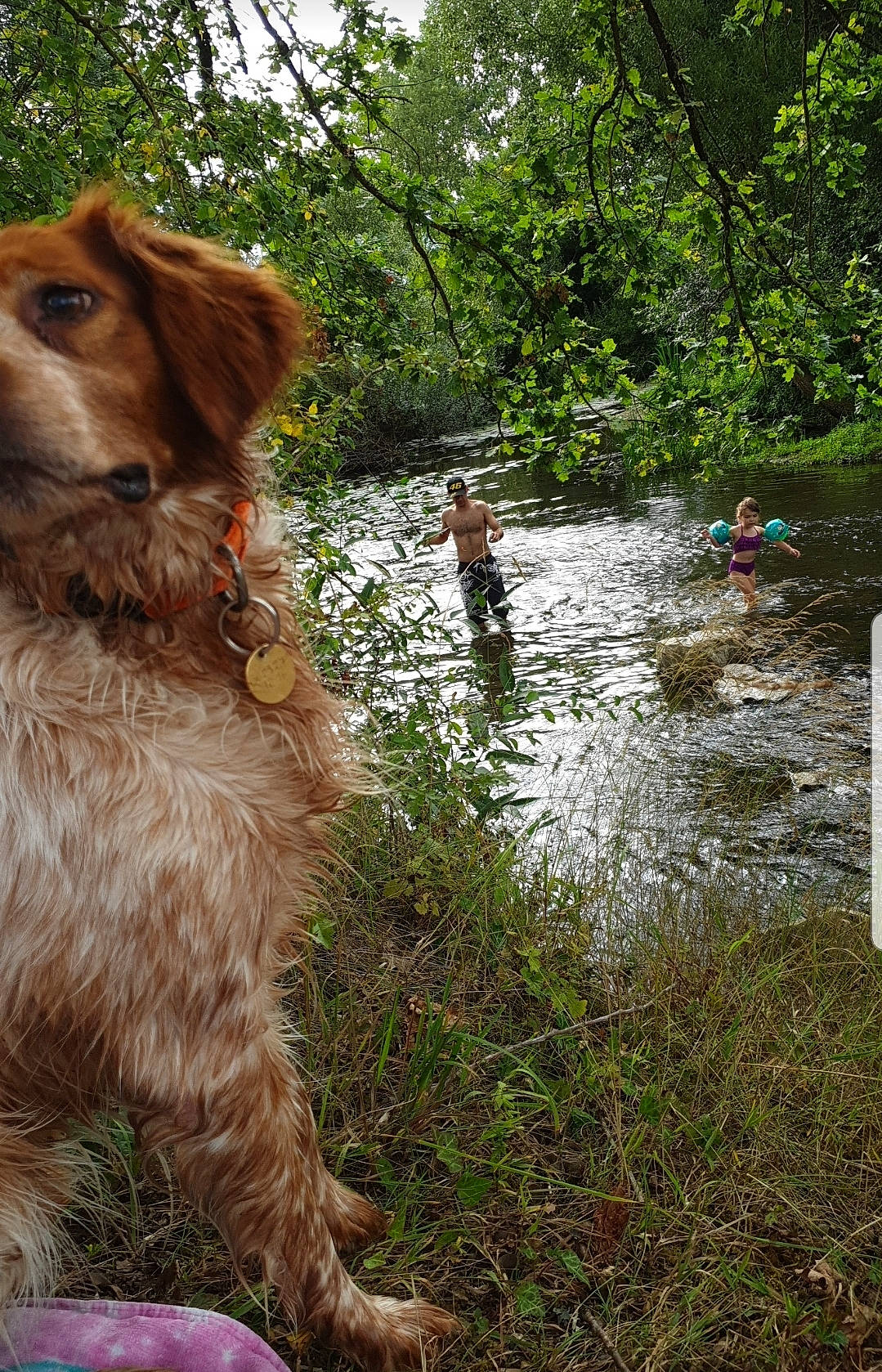 Aaron a rejoint le concours — aidez-le/la à gagner de superbes lots ! canidae, carnivore, companion_dog, dog, dog_breed, fawn, fluvial_landforms_of_streams, forest, fur, grass, gun_dog, liver, natural_landscape, plant, snout, spaniel, sporting_group, tail, tree, water