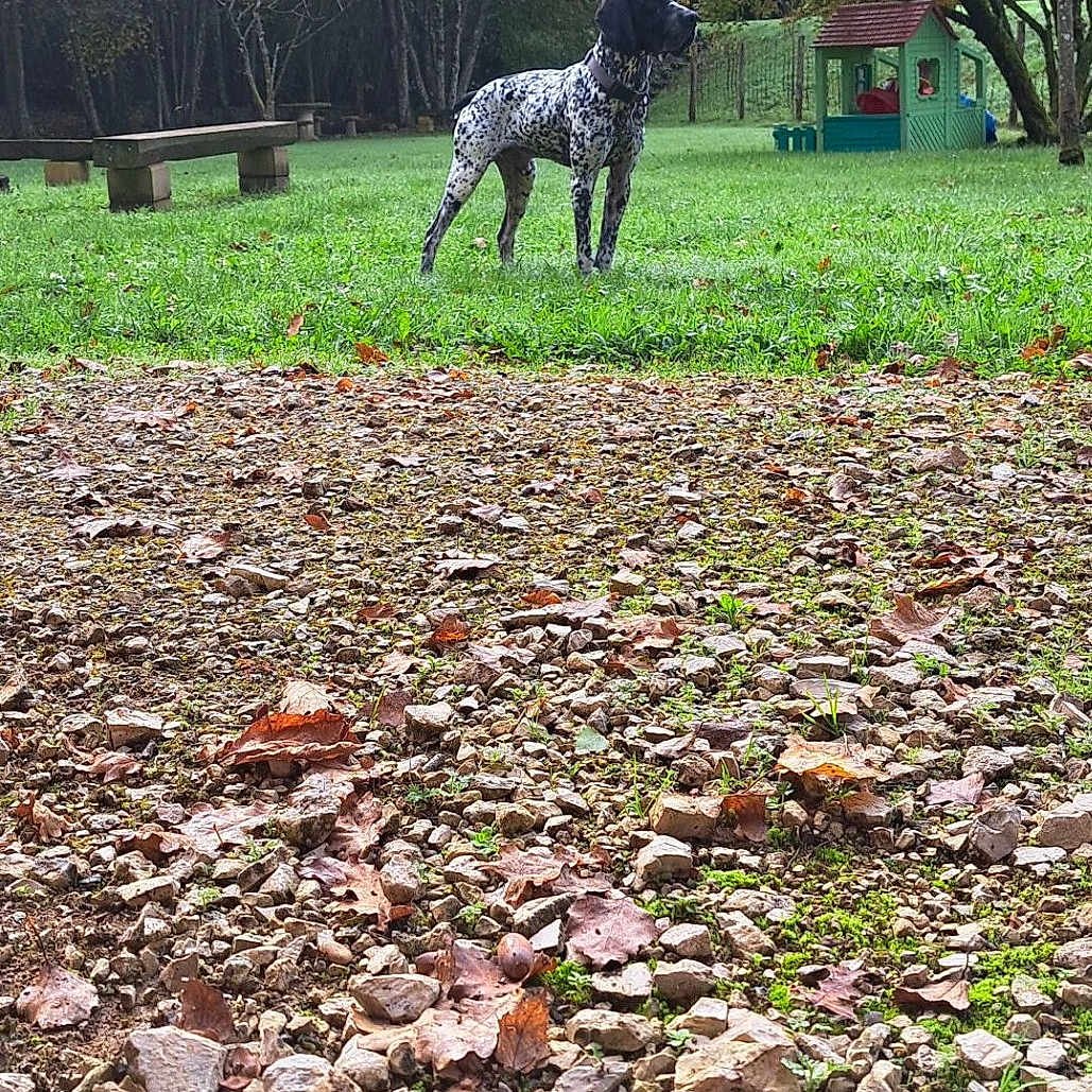 Orion Des Puys D Auvergne