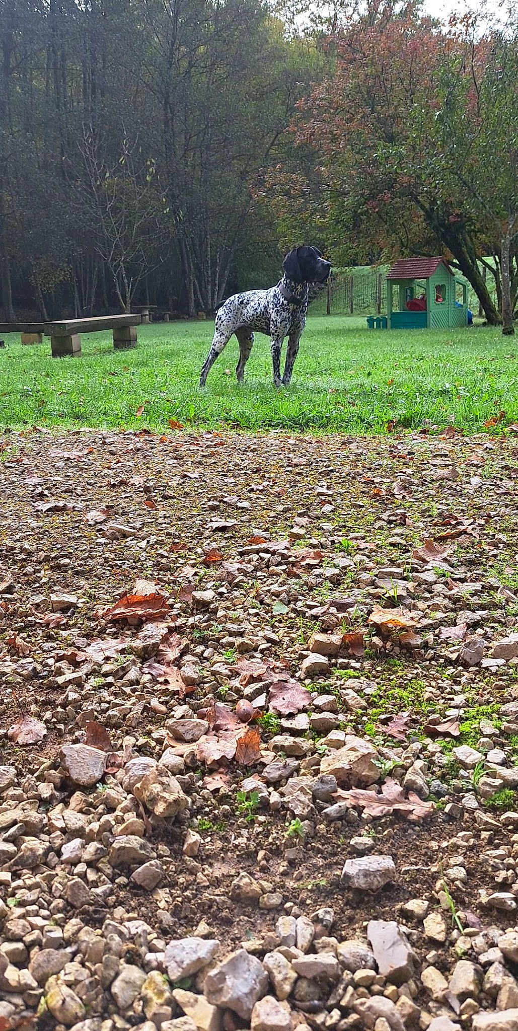 Orion Des Puys D Auvergne