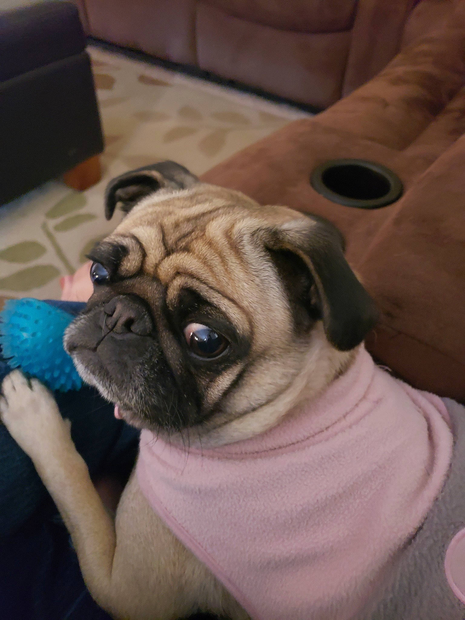 Baylee is registered to the contest to win money with this photo: ancient_dog_breeds, canidae, carnivore, companion_dog, dog, dog_breed, fawn, mammal, non_sporting_group, pug, puppy, puppy_love, skin, snout, sporting_group, tongue, toy_dog, vertebrate, whiskers, wrinkle