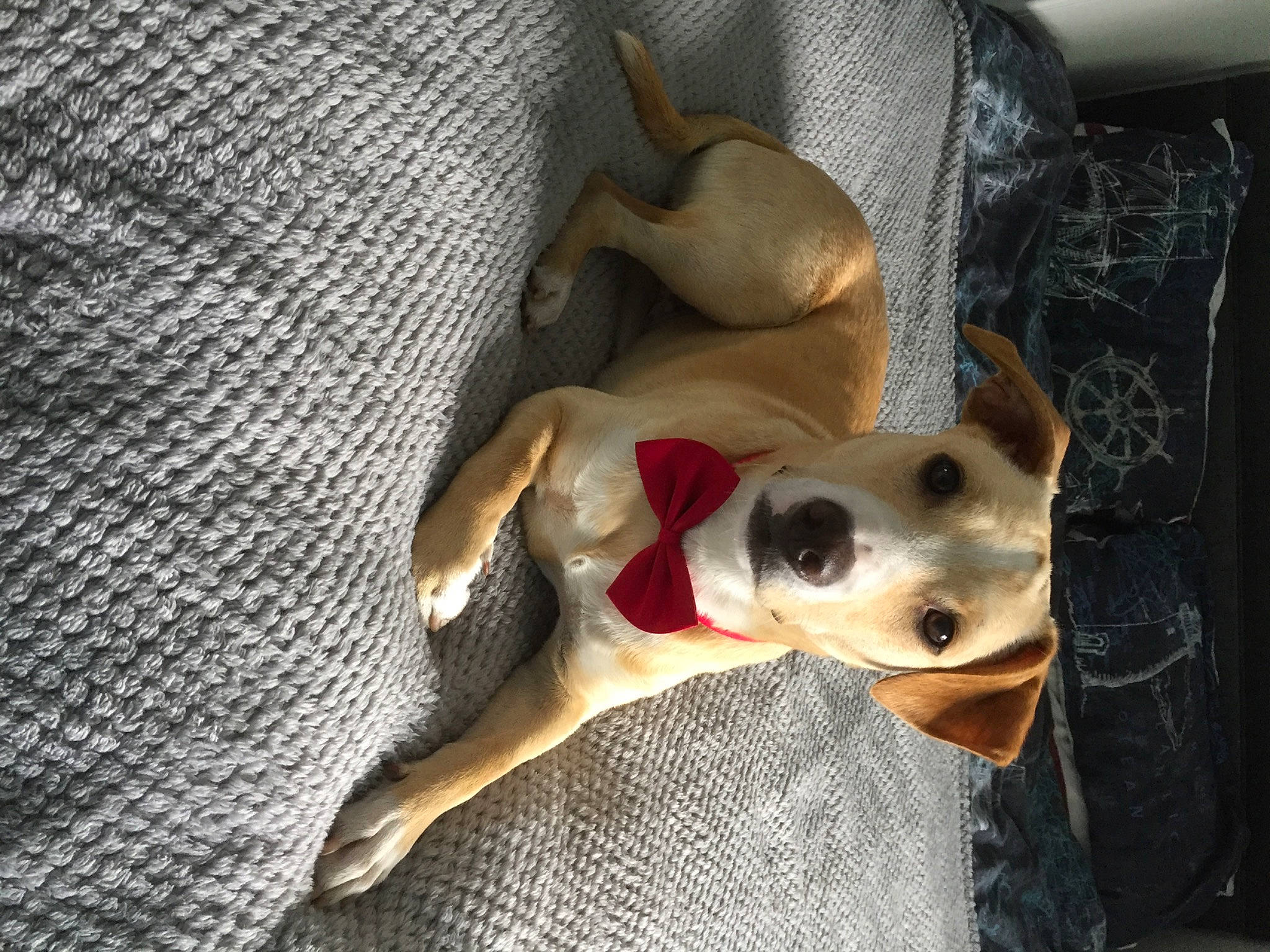 Benji joined the competition — help win amazing prizes! canidae, carnivore, collar, comfort, companion_dog, dog, dog_breed, dog_collar, dog_supply, fawn, non_sporting_group, paw, pet_supply, snout, sporting_group, terrestrial_animal, whiskers, working_animal, woven_fabric