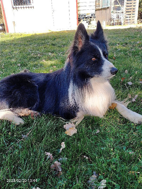 Neptune participe au concours pour gagner de l'argent avec cette photo : canidae, carnivore, companion_dog, dog, dog_breed, door, foot, fur, grass, herding_dog, non_sporting_group, plant, snout, sporting_group, tail, terrestrial_animal, tints_and_shades, window, working_animal, working_dog