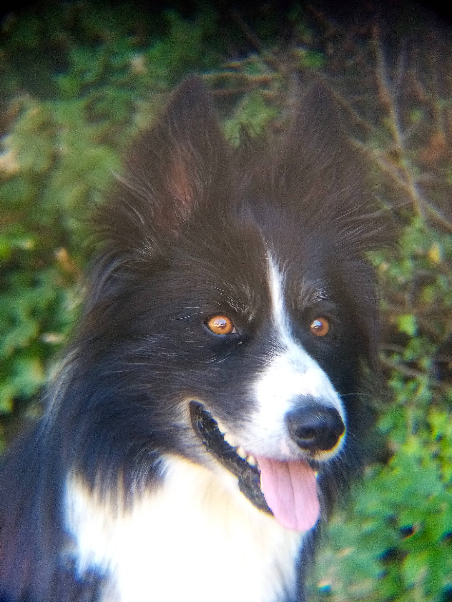 Neptune a rejoint le concours — aidez-le/la à gagner de superbes lots ! australian_collie, border_collie, canidae, carnivore, companion_dog, dog, dog_breed, fur, grass, herding_dog, plant, snout, sporting_group, terrestrial_animal, whiskers, working_animal, working_dog