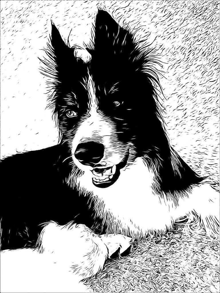 Neptune participe au concours pour gagner de l'argent avec cette photo : art, border_collie, canidae, carnivore, companion_dog, dog, dog_breed, drawing, fur, herding_dog, illustration, monochrome, monochrome_photography, shout, sporting_group, style, tail, whiskers, working_animal, working_dog