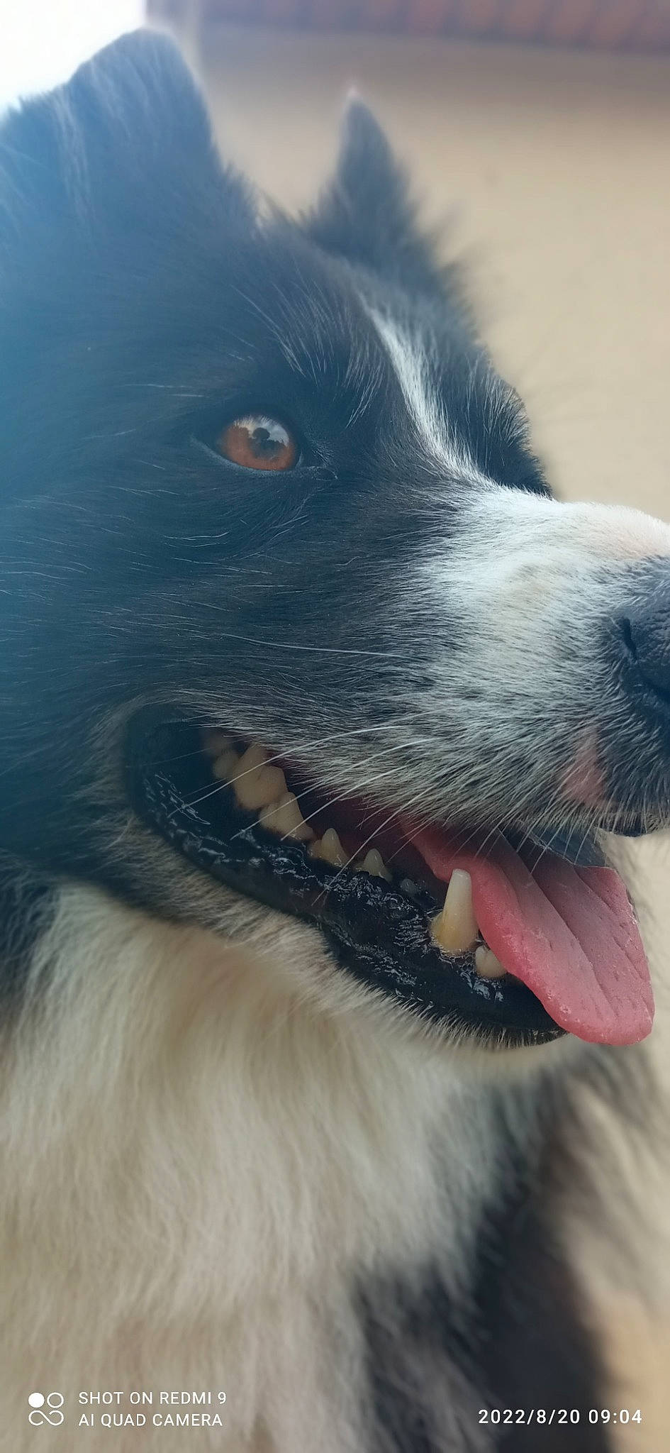 Neptune a rejoint le concours — aidez-le/la à gagner de superbes lots ! canidae, carnivore, close_up, companion_dog, dog, dog_breed, electric_blue, fur, snout, sporting_group, whiskers, working_animal, working_dog