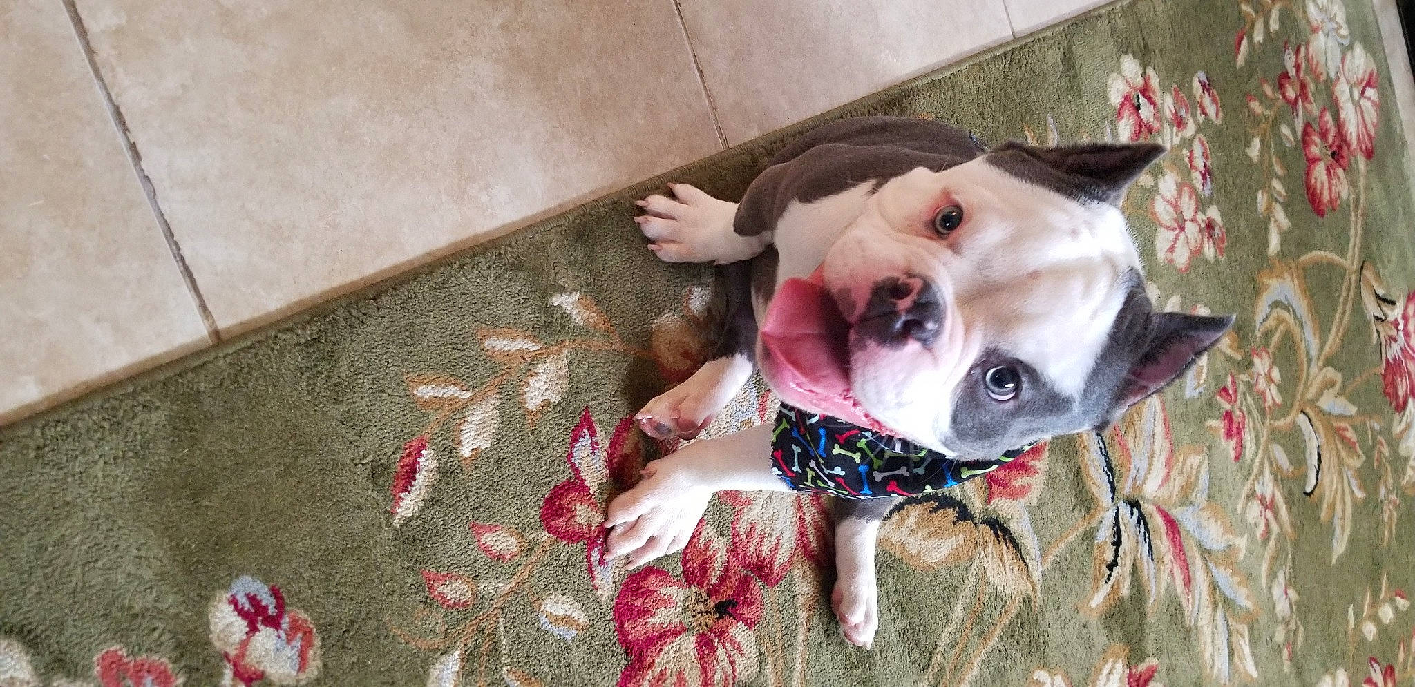 Hercules is registered to the contest to win money with this photo: carnivore, collar, comfort, companion_dog, dog, dog_breed, dog_clothes, dog_collar, dog_supply, fawn, flooring, fur, linens, pattern, pink, toy_dog, whiskers, wood, working_animal, wrinkle