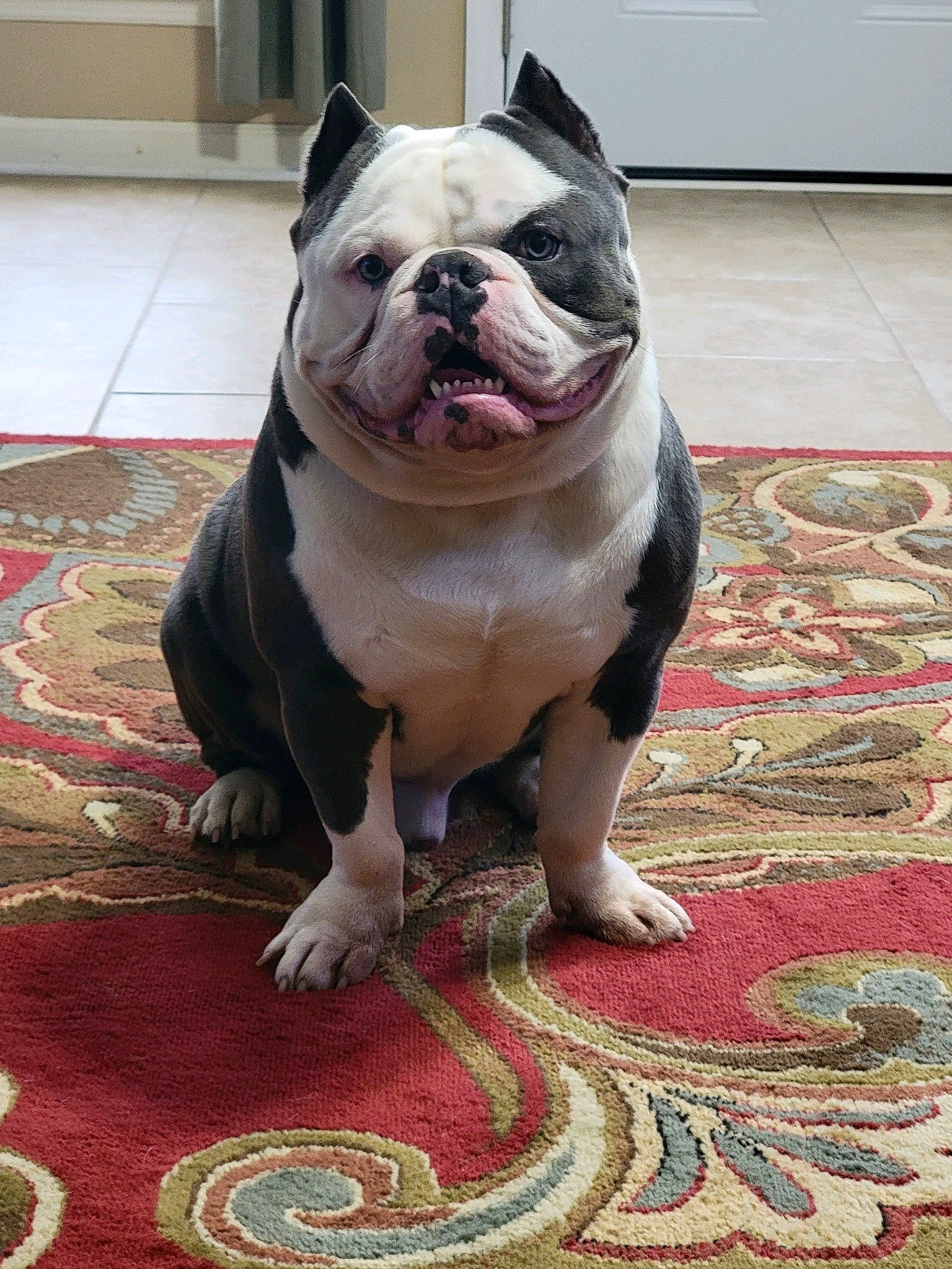 Hercules is registered to the contest to win money with this photo: bulldog, canidae, carnivore, carpet, companion_dog, dog, dog_breed, fawn, floor, flooring, molosser, pink, rug, snout, sporting_group, terrestrial_animal, whiskers, wood, working_animal, wrinkle